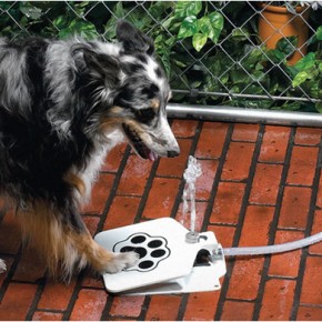 Doggie Fountain Doggie Fountain