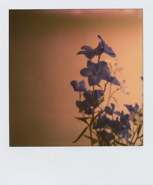 Flower Diary by Kumiko Sekiguchi - MF 5