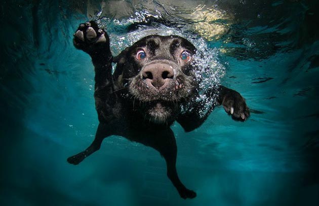 Perros bajo el agua