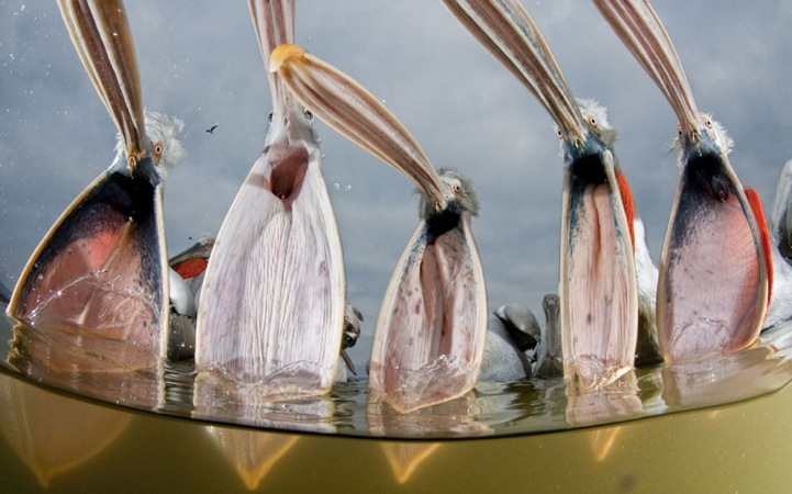 Fotografía de Naturaleza por Bence Máté