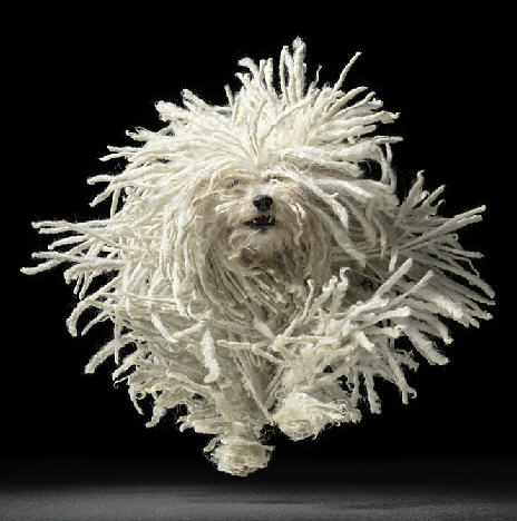 Tim Flach: Dogs Gods