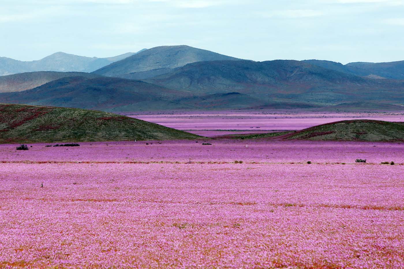 Las flores del desierto de Atacama