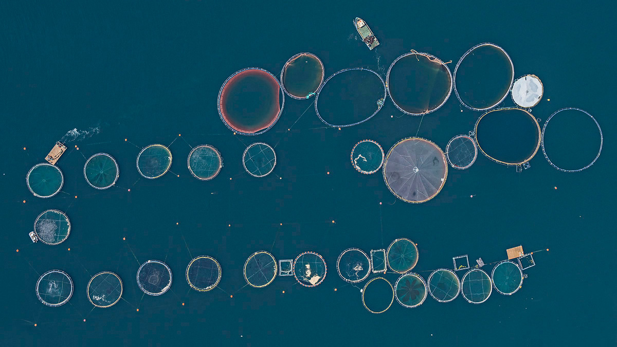 Aerial Fish Farms por Bernhard Lang